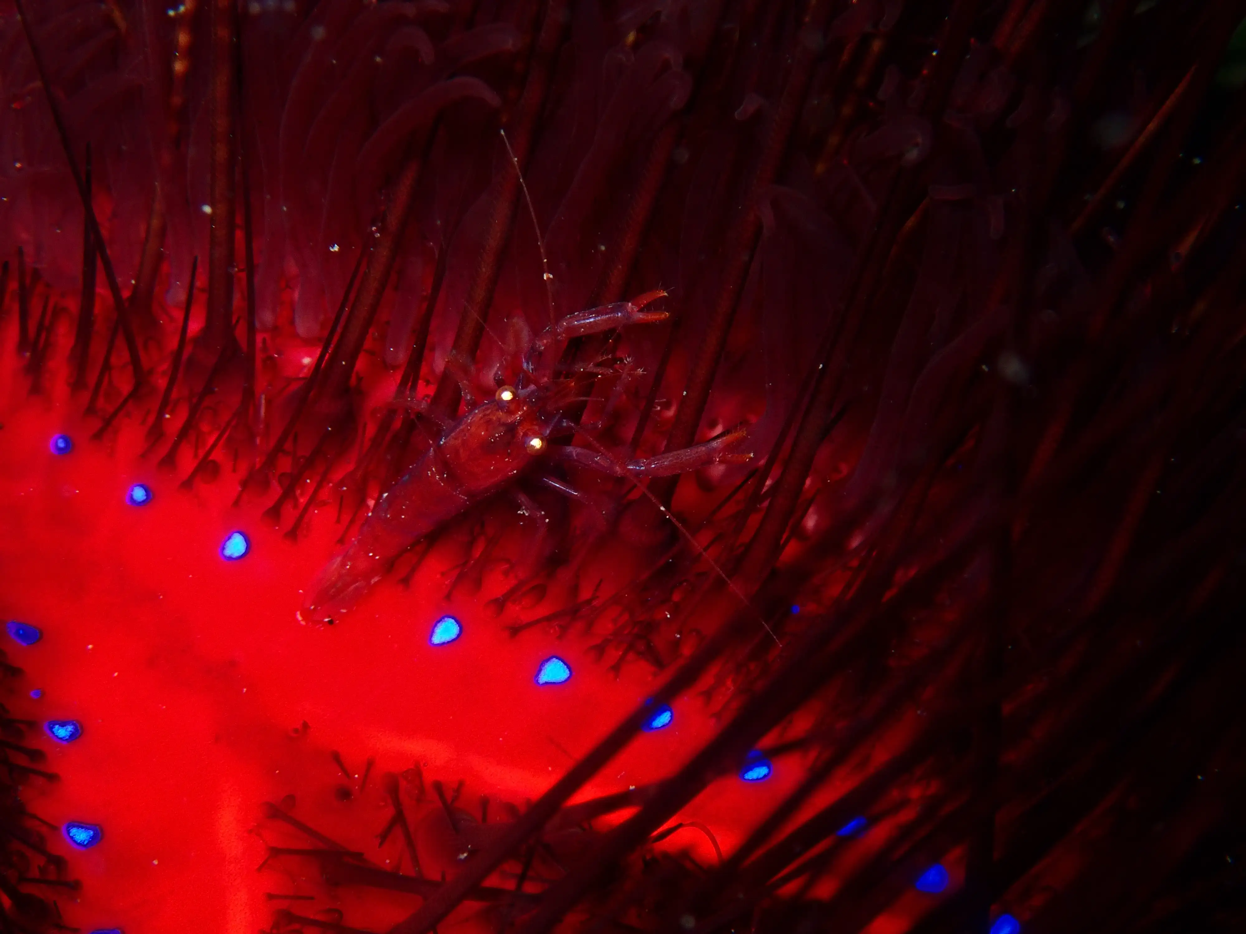 Shrimp on a sea urchin - Thalatta - 8m